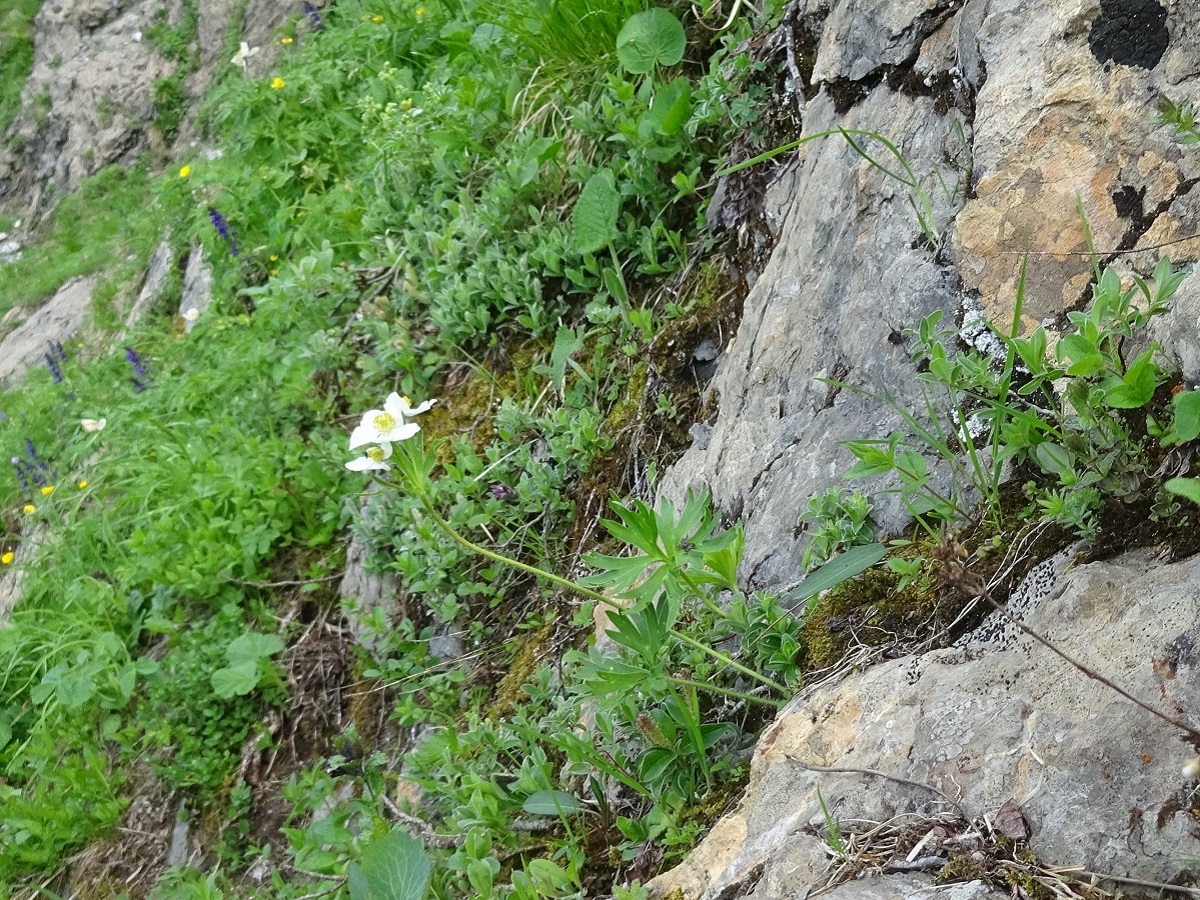 Anemone narcissiflora subsp. narcissiflora (Ranunculaceae)